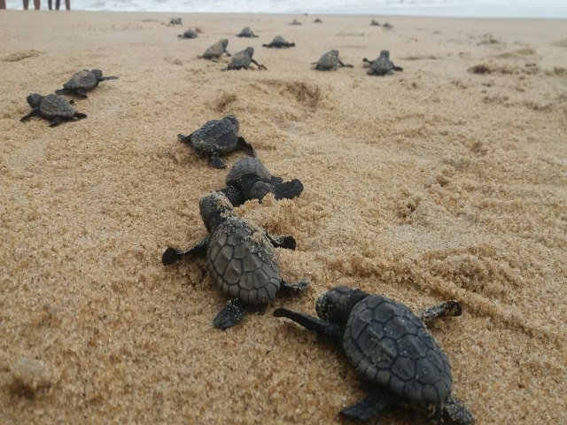 Oceanário de Aracaju