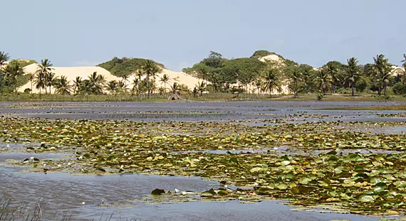 Pantanal de Pacatuba – O santuário ecológico de Sergipe